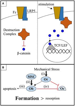 LRP5, Bone Density, and Mechanical Stress: A Case Report and Literature Review